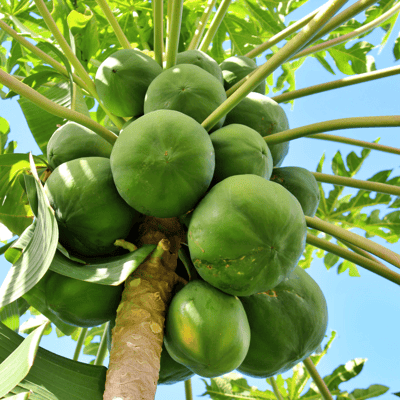Organic (Desi) Papaya Seeds (Pack Of -25 Seeds)