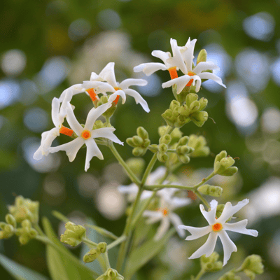 Harsingar / Parijat / Night Jasmine Flower Seeds (Pack Of - 10 Seeds)