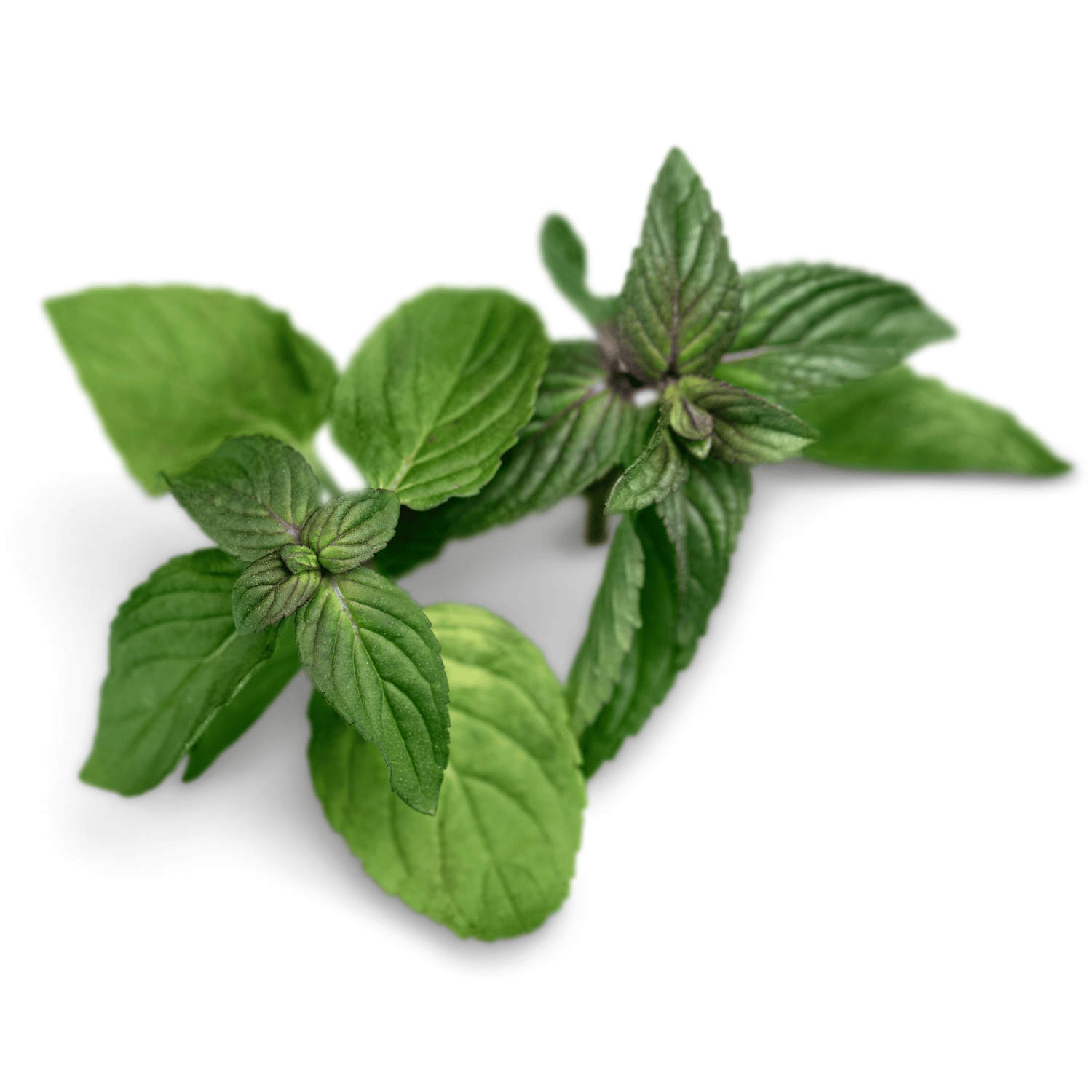Organic Oregano Seeds (Pack Of - 50 Seeds)