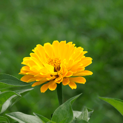 Zinnia Flower(Yellow) Seeds (Pack Of - 25 Seeds)