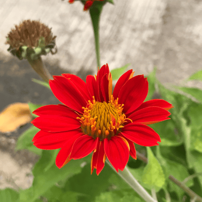 Tithonia (Red) Flower Seeds (Pack Of - 20 Seeds)