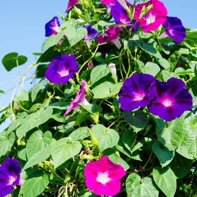Morning Glory Mix Flower Seeds (Pack Of - 15 Seeds)