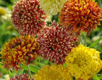 Gaillardia Pulchella Mix Flower Seeds (Pack Of - 40 Seeds)