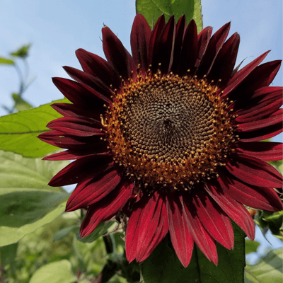 Sunflower Red Flower Seeds (Pack Of - 20 Seeds)