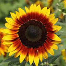 Sunflower Double Colour Flower Seeds (Pack Of - 20 Seeds)