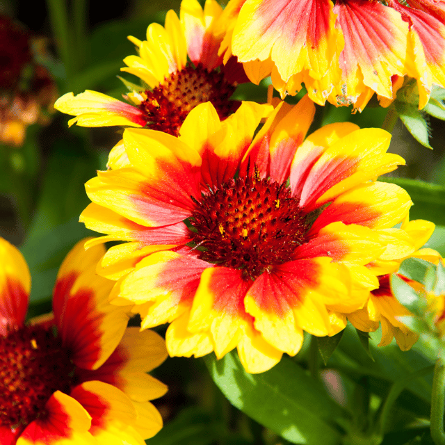 Rudbeckia Mix Flower Seeds (Pack Of - 50 Seeds)