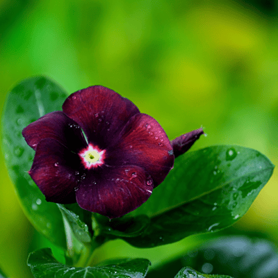 Vinka/Sadabahar (Black Purple ) Flower Seeds (Pack Of - 10 Seeds)