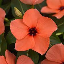 Vinca / Sadabahar (Raspberry) Flower Seeds (Pack Of 10 Seeds)
