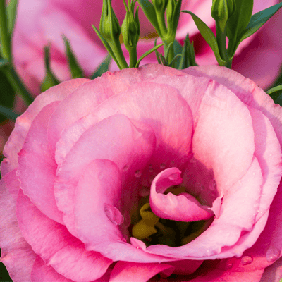 Lisianthus (Pink) Flower Seeds (Pack Of - 10 Seeds)