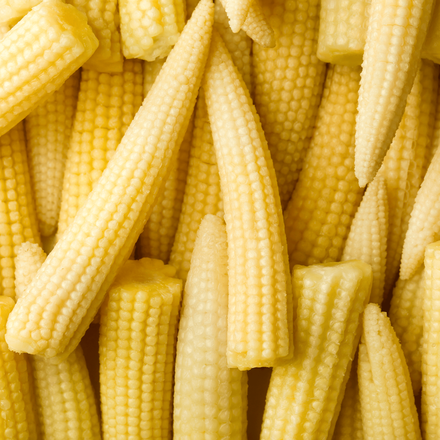 Organic (F2 Hybrid) Baby Corn Seeds (Pack Of  20 Seeds)