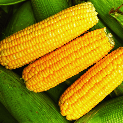 Organic (F2 Hybrid) Sweet Corn Seeds(Pack Of - 20 Seeds)