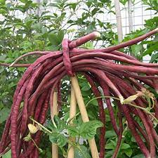 Organic (F2 Hybrid) Lobia-Red Seeds(Pack Of - 20 Seeds)