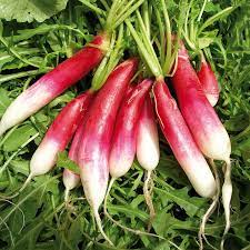 Organic (F2 Hybrid) Radish (Half Red-Half White)  Seeds(Pack Of - 50 Seeds)