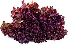 Organic (F2 Hybrid) Lettuce Red Seeds(Pack Of - 40 Seeds)