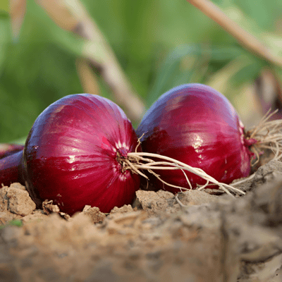 Organic (F3 Hybrid) Onion Seeds(Pack Of - 50 Seeds)