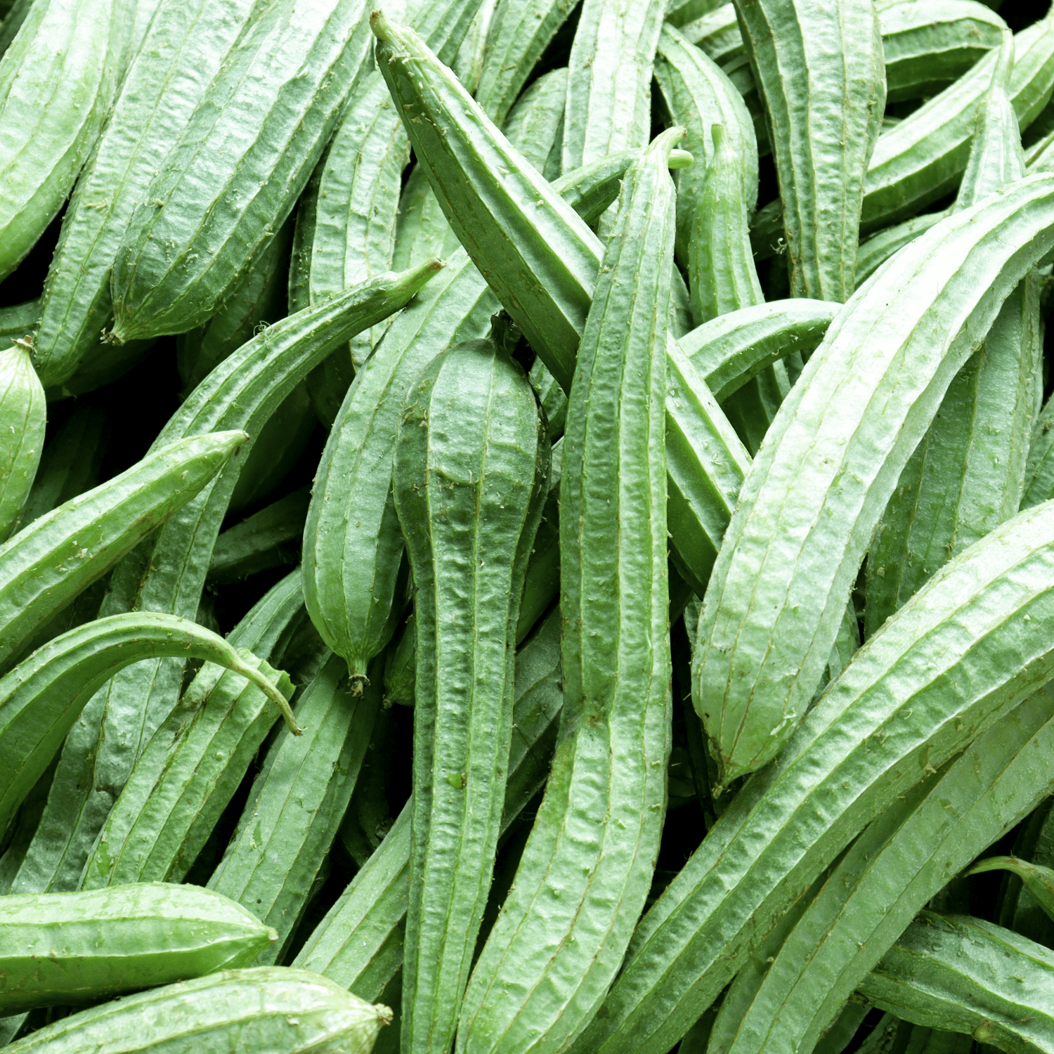 Organic (F3 Hybrid) Torai / Ridge Gourd Seeds(Pack Of - 20 Seeds)