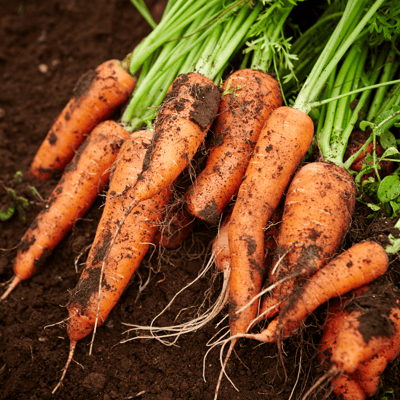 Organic (F3 Hybrid) Carrot/Gajar Seeds(Pack Of - 50 Seeds)