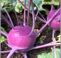 Organic (F3 Hybrid) Knol Khol Purple Seeds(Pack Of -100 Seeds)