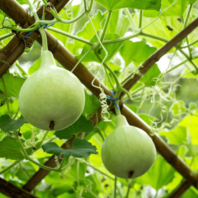 Organic (F3 Hybrid) Louki/Bottle Gourd(Round) Seeds(Pack Of - 15 Seeds)