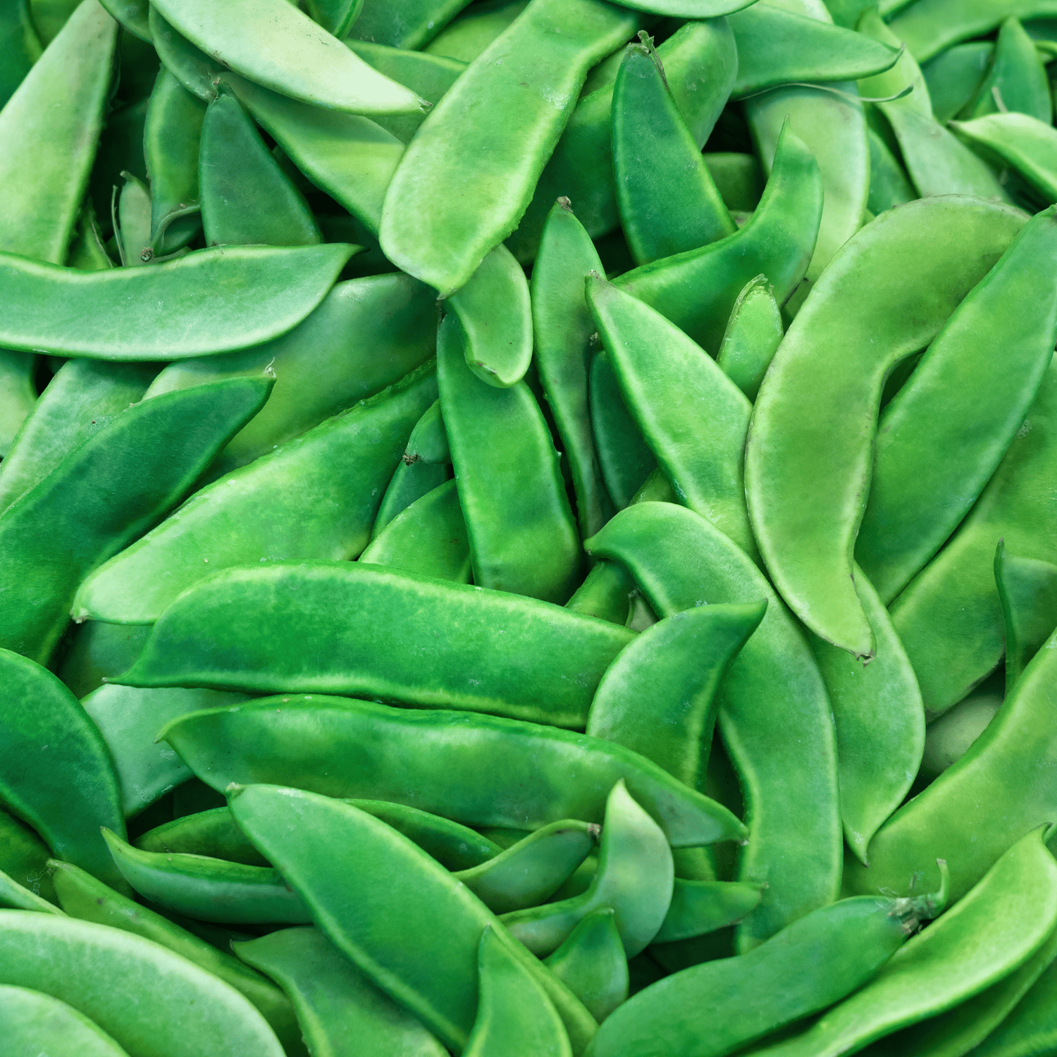 Organic (F3 Hybrid) Sem Phali/Lima Beans Seeds(Pack Of - 15 Seeds)