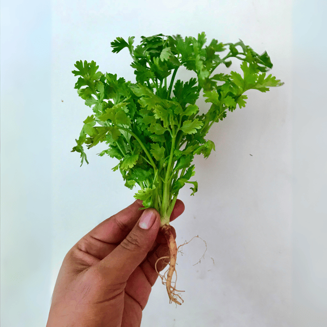 Organic (F3 Hybrid) Coriander Seeds(Pack Of - 200 Seeds)