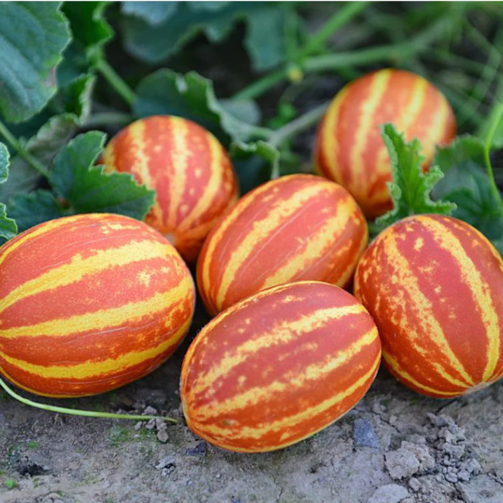 Organic (F3 Hybrid) Kachari Seeds(Pack Of - 50 Seeds)