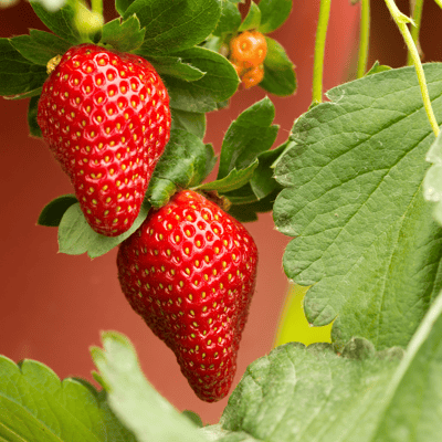 Organic (F3 Hybrid) Strawberry Seeds(Pack Of -100 Seeds)