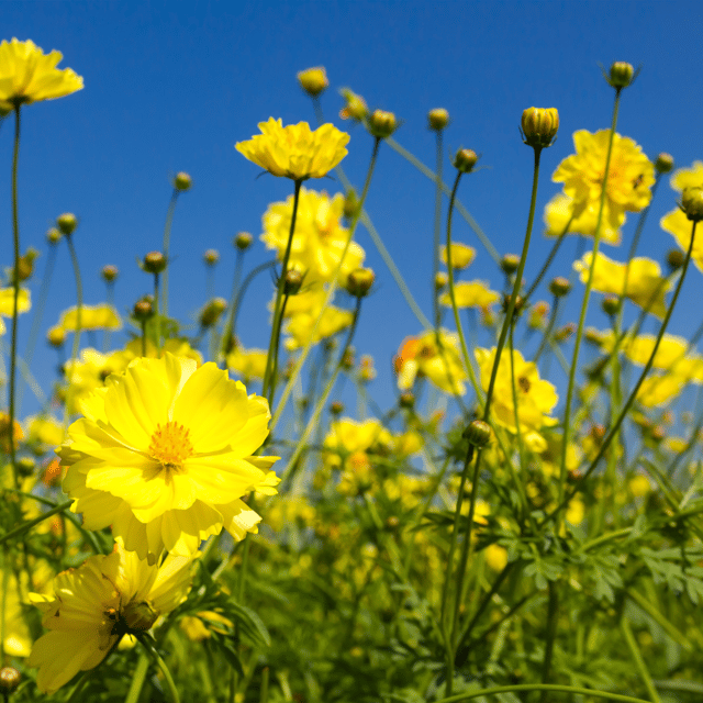 Organic (Desi) Mustard/Sarso Seeds(Pack Of - 200 Seeds)