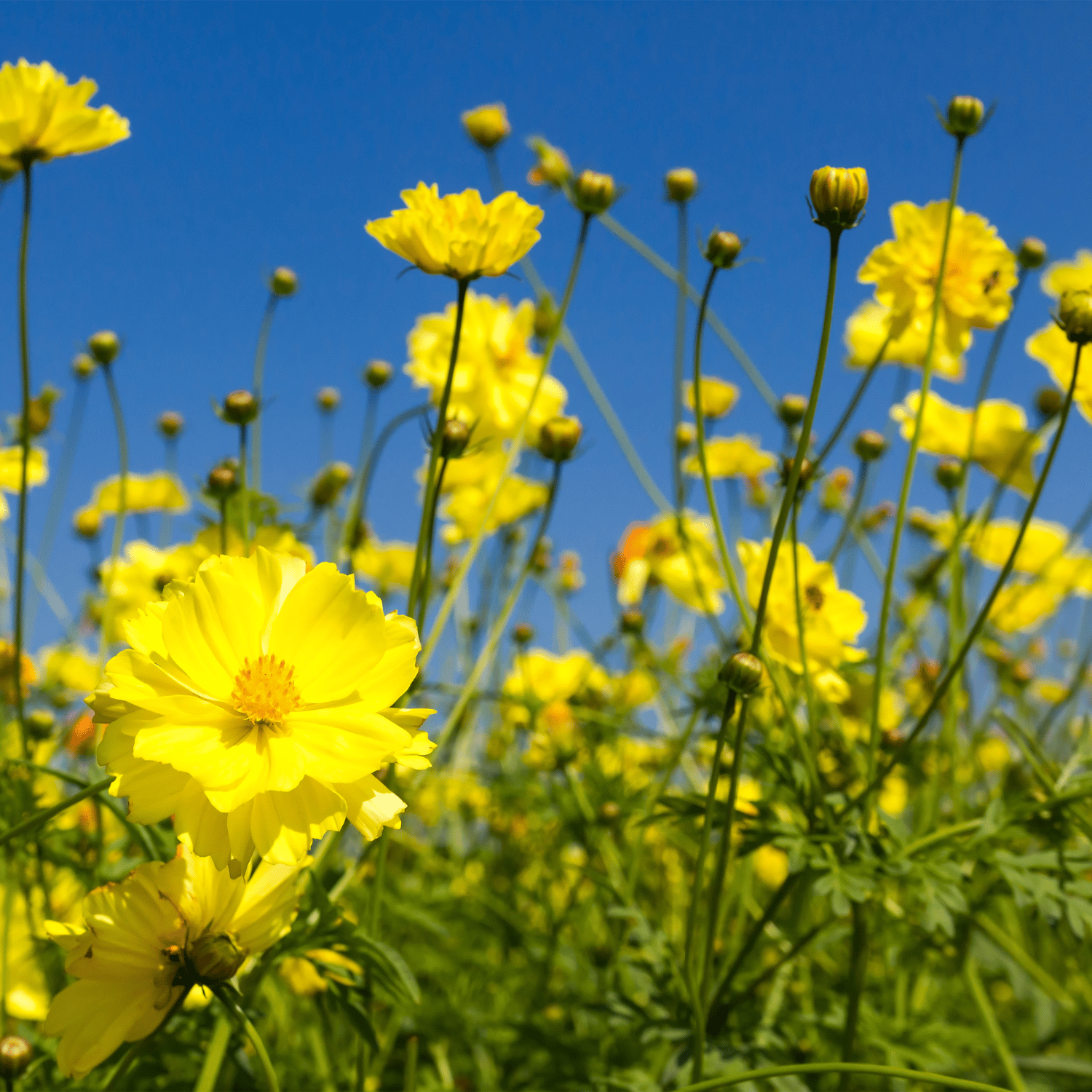 Organic (Desi) Mustard/Sarso Seeds(Pack Of - 200 Seeds)