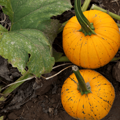 Organic (Desi) Pumpkin(Yellow) Seeds(Pack Of - 12 Seeds)