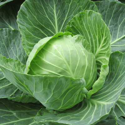 Organic (Desi) Cabbage Seeds(Pack Of - 40 Seeds)