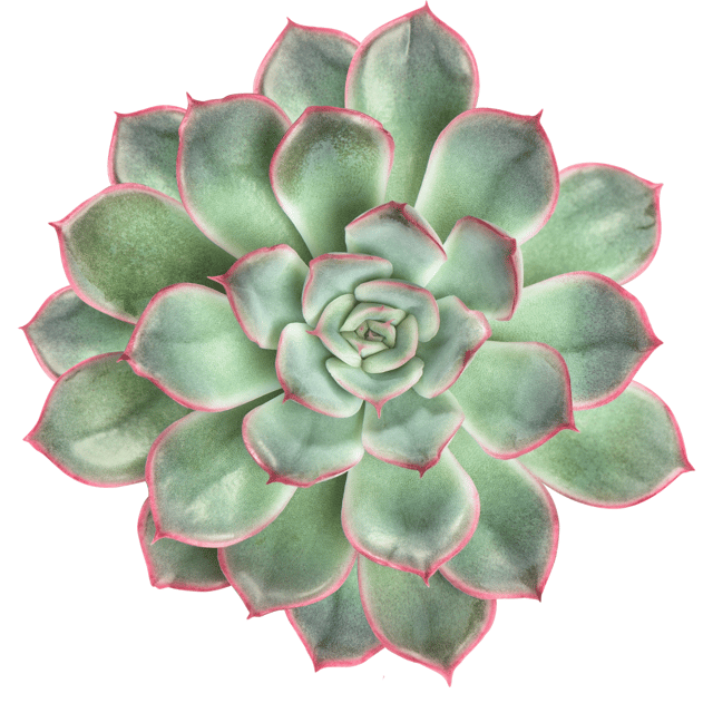 Echeveria Pulidonis Succulent Plant  (Bare Rooted)