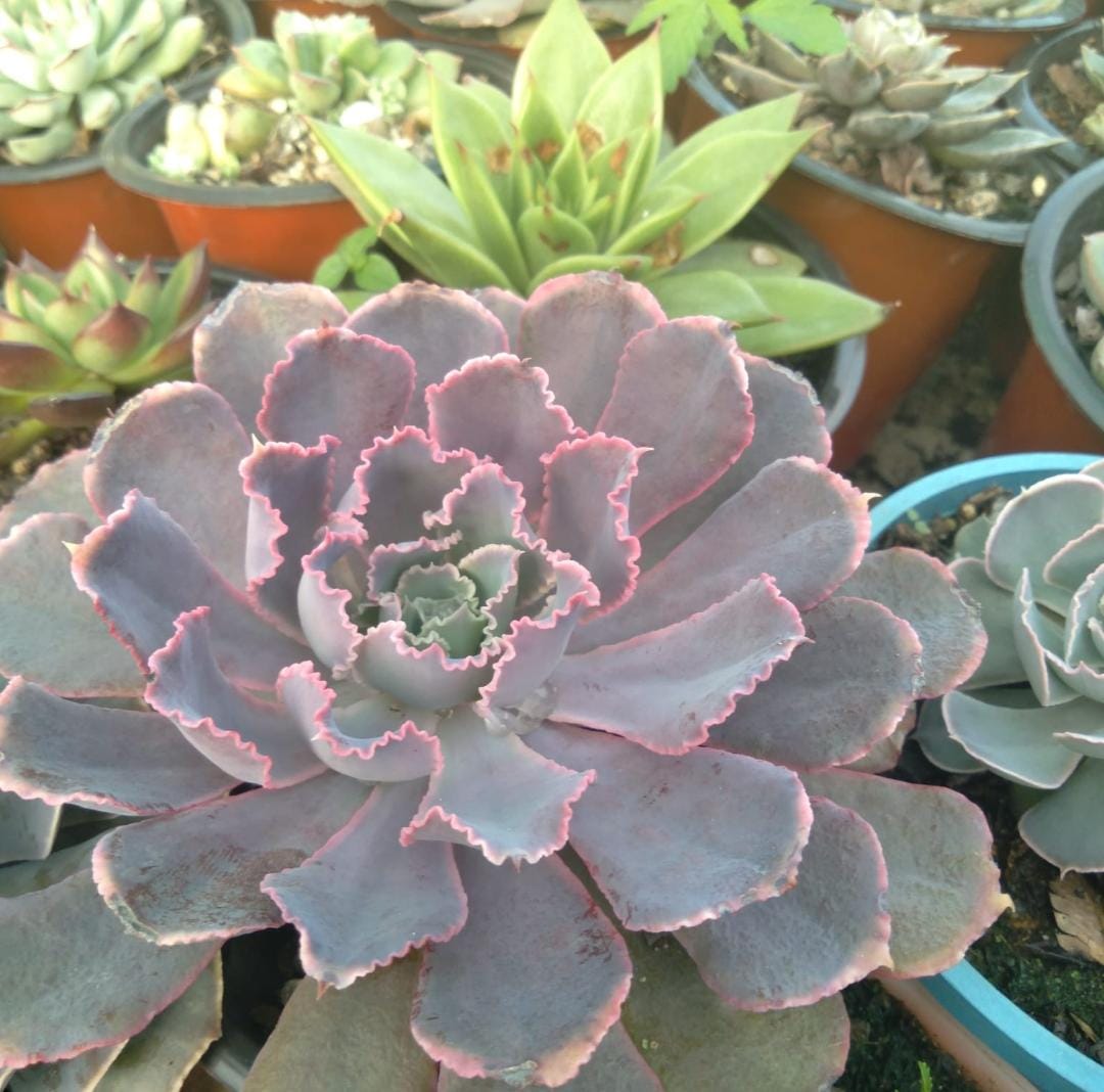 Echeveria Neon Breakers Succulent Plant (Bare Rooted)