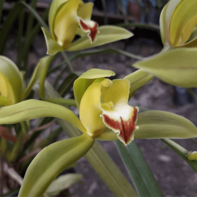Cymedium Yellow Star Orchid Flower Bulbs