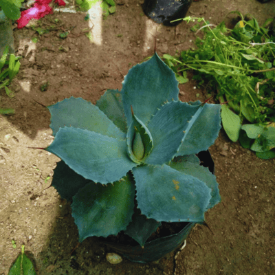 Agave Potatorum Succulent Plant