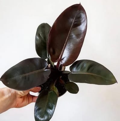 Philodendron Black Princess Indoor Plant
