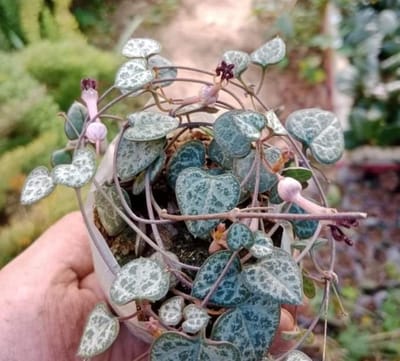 String Of Heart Succulent Plant