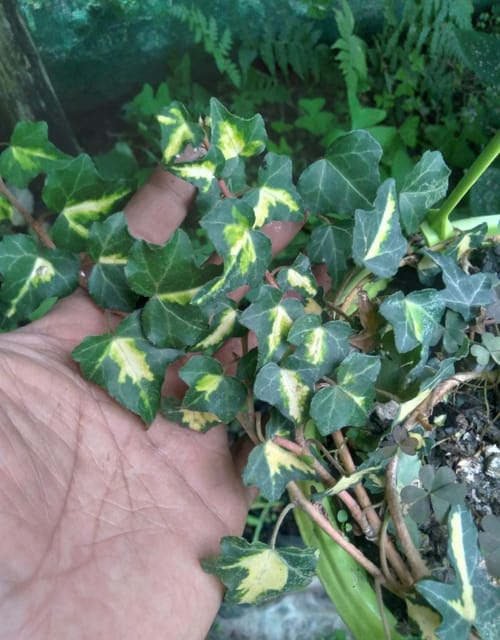 Yellow Variegated English Ivy Indoor Plant (Bare Rooted)
