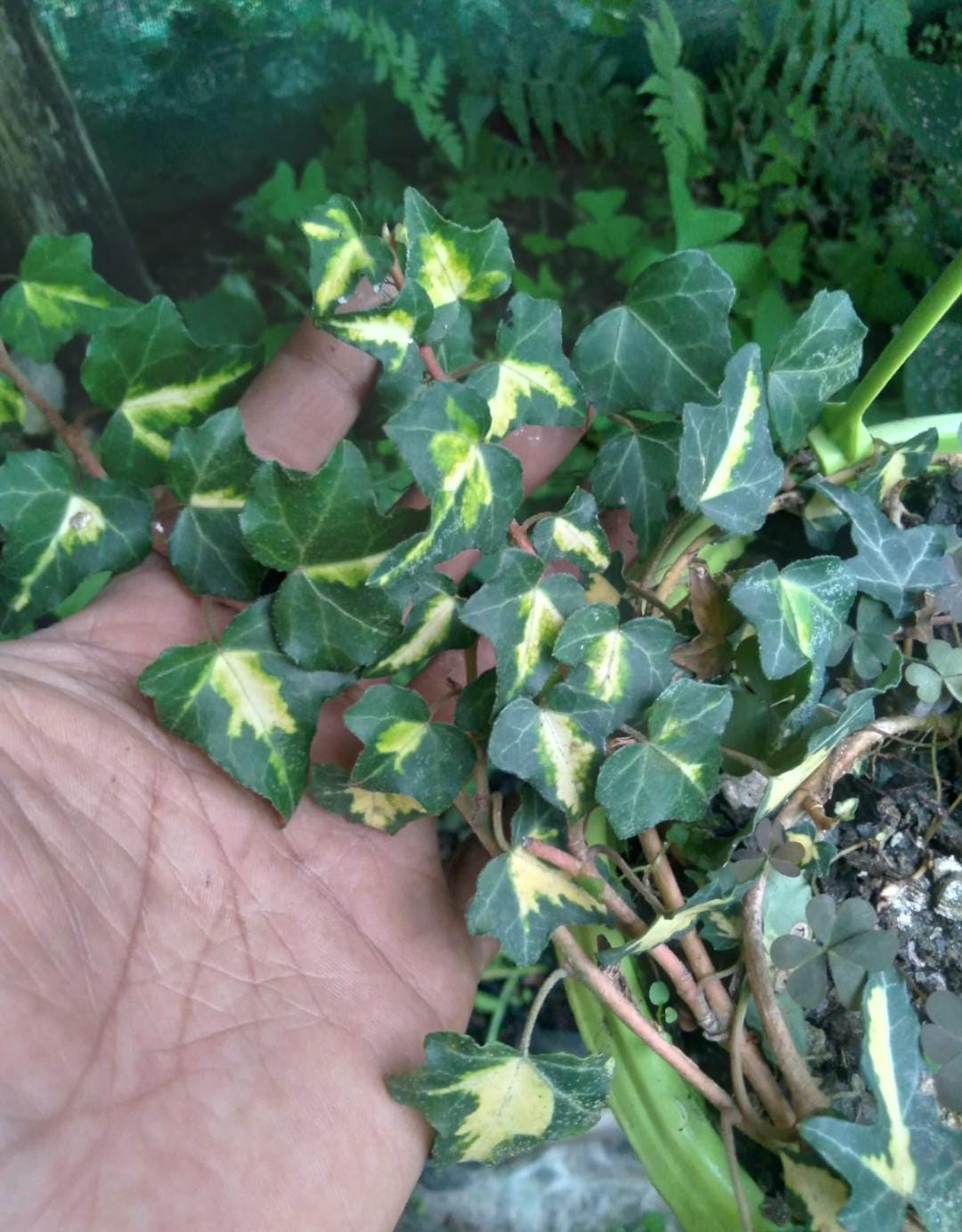 Yellow Variegated English Ivy Indoor Plant (Bare Rooted)