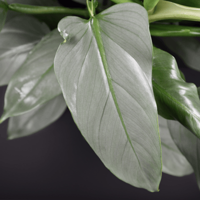 philodendron silver sword Indoor Plant