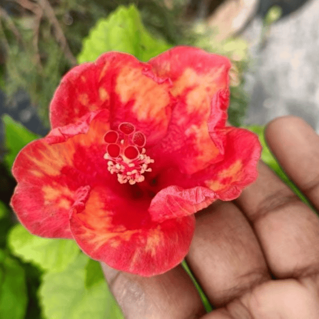 American Hibiscus Flower Plant