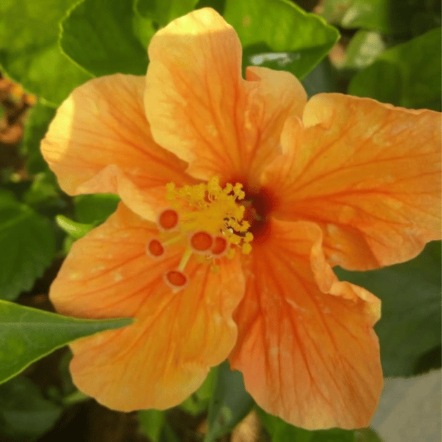 Hybrid Pune Variety Hibiscus Flower Plant (Orange)