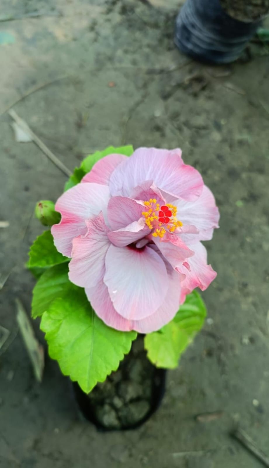 American Hibiscus Flower Plant (Grafted)