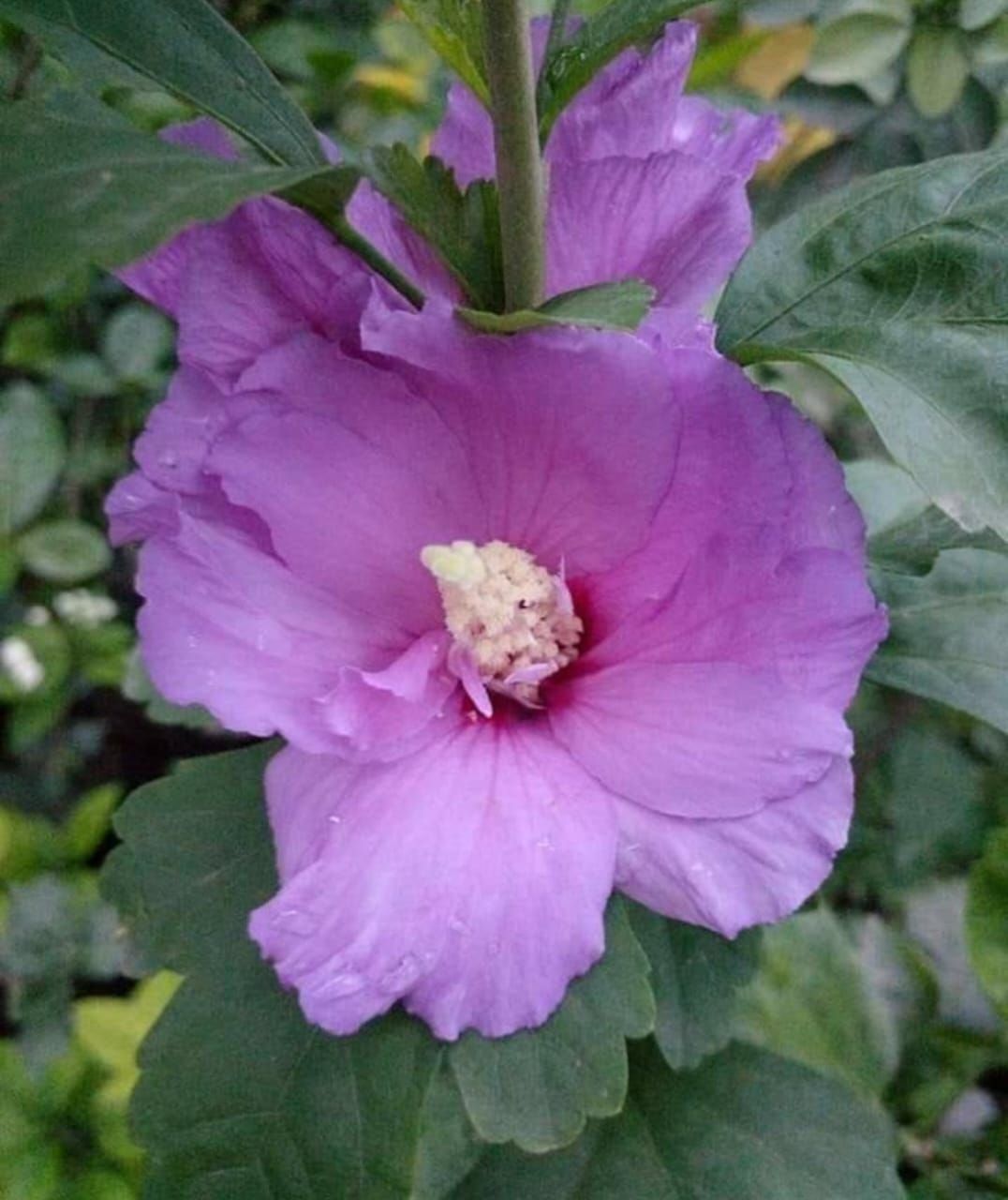 Rare Purple Hibiscus Flower Plant Rare Purple Hibiscus Flower Plant