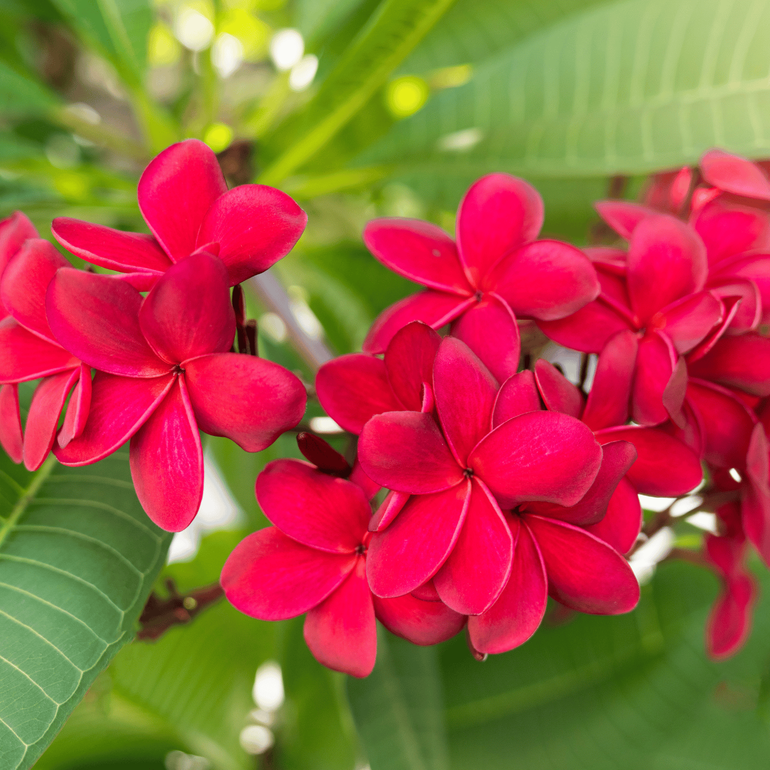Plumeria Flower Plant(Red)