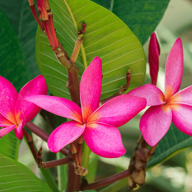 Plumeria Flower Plant(Pink)