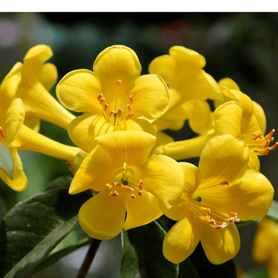 Tecoma Flower Plant(Yellow)