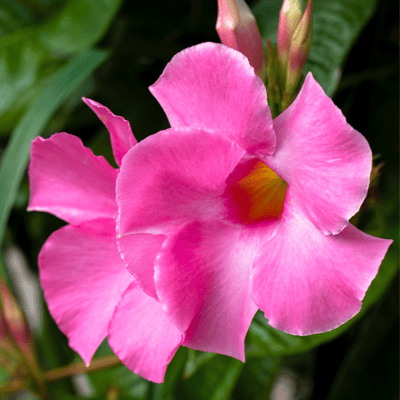 Mandeville Flower Plant (Pink)