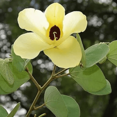 Yellow Bell Orchid Flower Plant