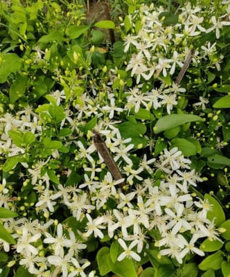 Aromatic Juhi Flower Plant(Vines)